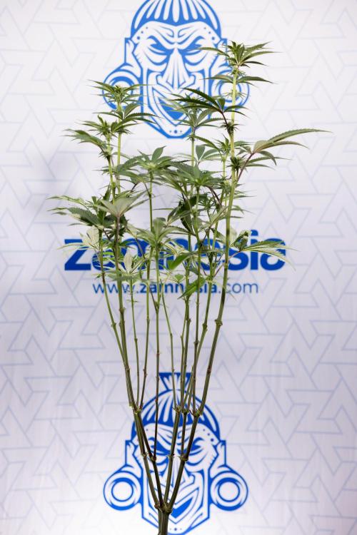 Lemon Cherry Gelato #1 - Zamnesia x B&B. Week 9 - Lemon CHerry Gelato #1 - Topping - 2nd+ Week Bloom