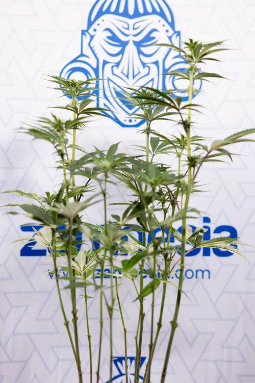 Lemon Cherry Gelato #1 - Zamnesia x B&B. Week 9 - Lemon CHerry Gelato #1 - Topping - 2nd+ Week Bloom