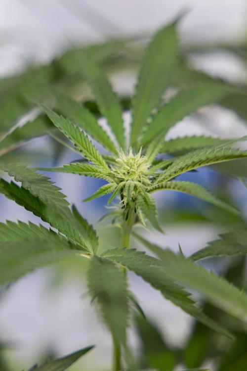 Lemon Cherry Gelato #1 - Zamnesia x B&B. Week 9 - Lemon CHerry Gelato #1 - Topping - 2nd+ Week Bloom