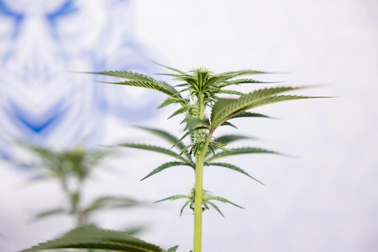 Lemon Cherry Gelato #1 - Zamnesia x B&B. Week 9 - Lemon CHerry Gelato #1 - Topping - 2nd+ Week Bloom