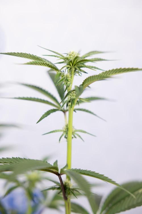 Lemon Cherry Gelato #1 - Zamnesia x B&B. Week 9 - Lemon CHerry Gelato #1 - Topping - 2nd+ Week Bloom