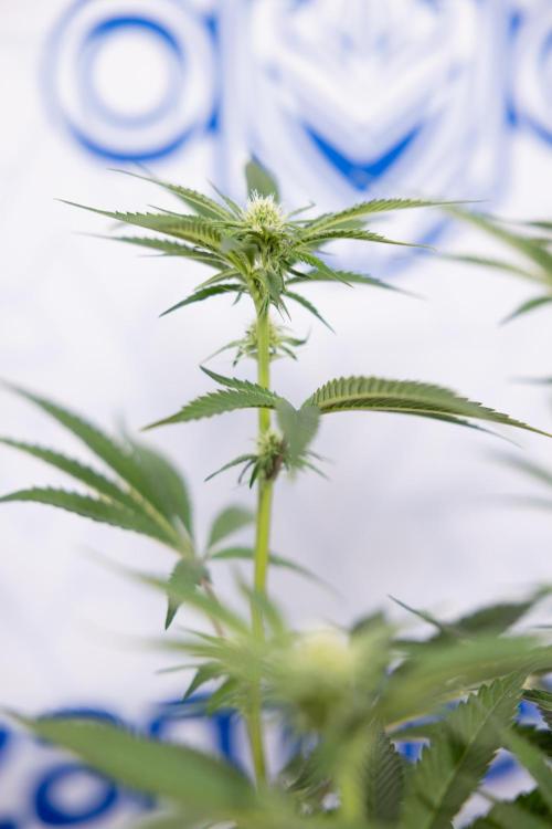 Lemon Cherry Gelato #1 - Zamnesia x B&B. Week 9 - Lemon CHerry Gelato #1 - Topping - 2nd+ Week Bloom