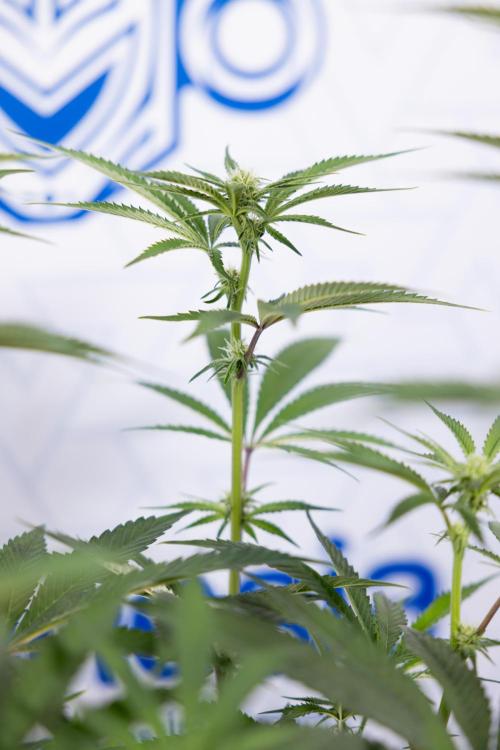 Lemon Cherry Gelato #1 - Zamnesia x B&B. Week 9 - Lemon CHerry Gelato #1 - Topping - 2nd+ Week Bloom