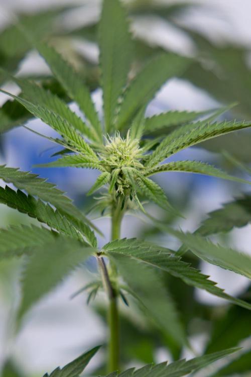 Lemon Cherry Gelato #1 - Zamnesia x B&B. Week 9 - Lemon CHerry Gelato #1 - Topping - 2nd+ Week Bloom