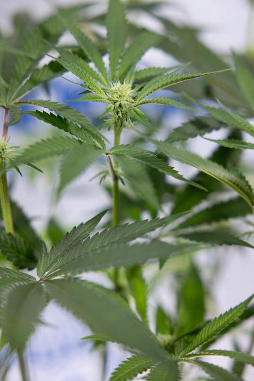 Lemon Cherry Gelato #1 - Zamnesia x B&B. Week 9 - Lemon CHerry Gelato #1 - Topping - 2nd+ Week Bloom