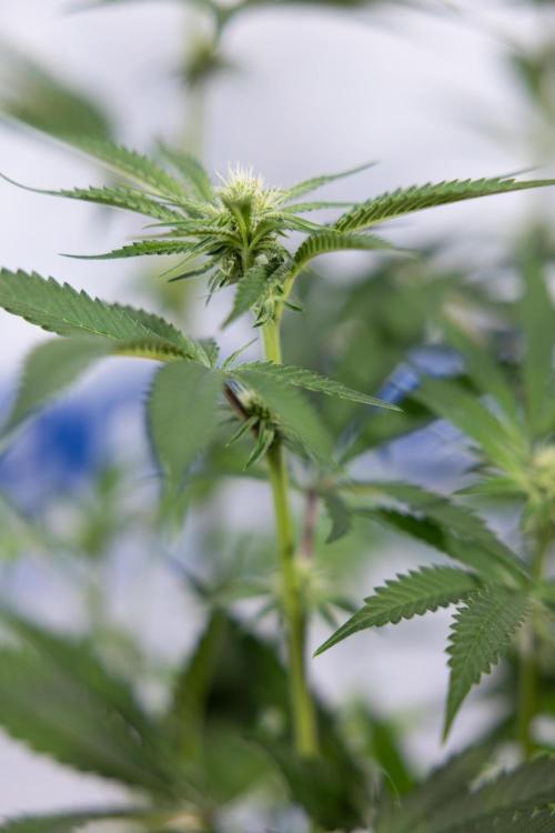 Lemon Cherry Gelato #1 - Zamnesia x B&B. Week 9 - Lemon CHerry Gelato #1 - Topping - 2nd+ Week Bloom