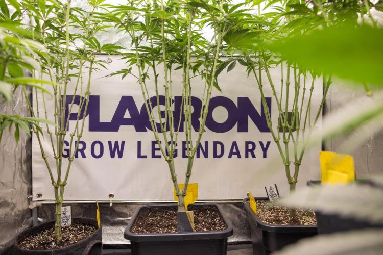 Lemon Cherry Gelato #1 - Zamnesia x B&B. Week 9 - Ladies in the box #growlegendary