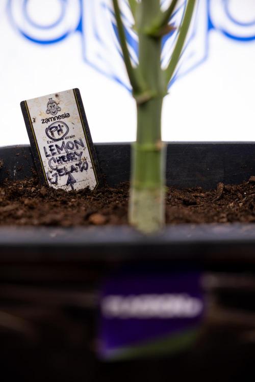 Lemon Cherry Gelato #2 - Zamnesia x B&B. Week 7 - Lemon Cherry Gelato #2 - No Techniques 
