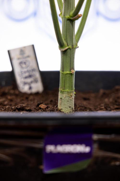 Lemon Cherry Gelato #2 - Zamnesia x B&B. Week 7 - Lemon Cherry Gelato #2 - No Techniques 