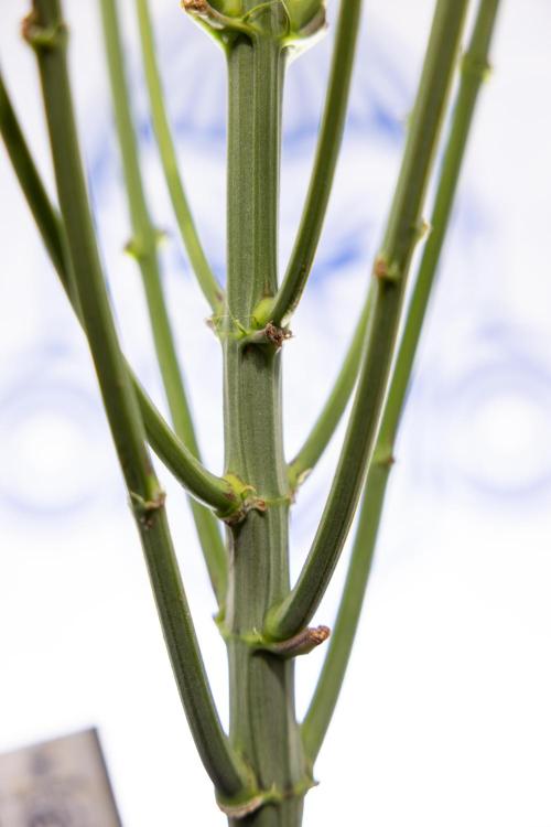 Lemon Cherry Gelato #2 - Zamnesia x B&B. Week 7 - Lemon Cherry Gelato #2 - No Techniques 