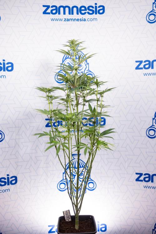 Lemon Cherry Gelato #2 - Zamnesia x B&B. Week 7 - Lemon Cherry Gelato #2 - No Techniques 