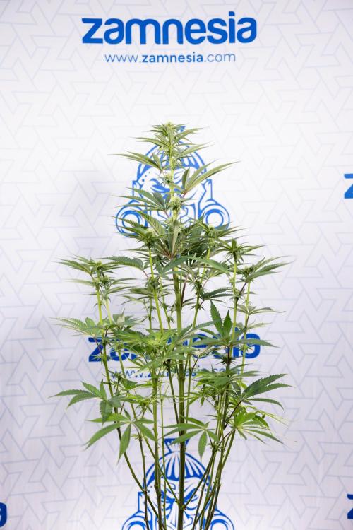 Lemon Cherry Gelato #2 - Zamnesia x B&B. Week 7 - Lemon Cherry Gelato #2 - No Techniques 