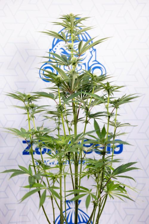 Lemon Cherry Gelato #2 - Zamnesia x B&B. Week 7 - Lemon Cherry Gelato #2 - No Techniques 