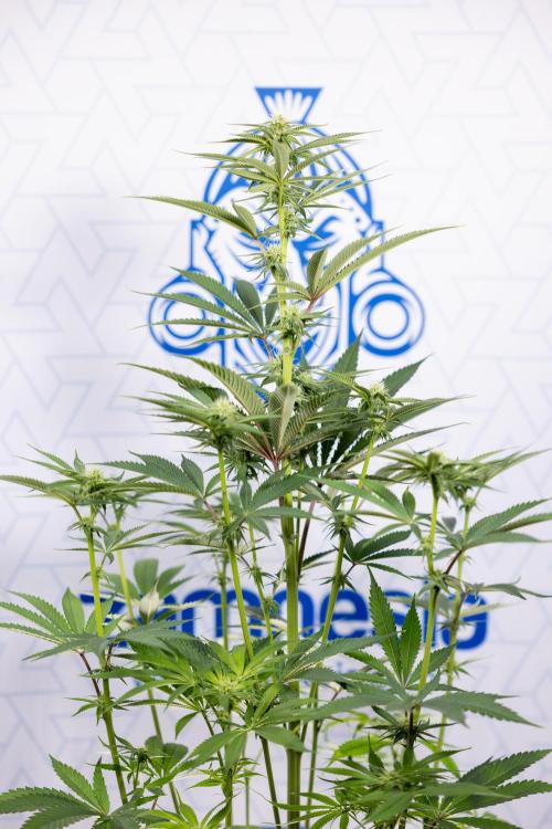 Lemon Cherry Gelato #2 - Zamnesia x B&B. Week 7 - Lemon Cherry Gelato #2 - No Techniques 