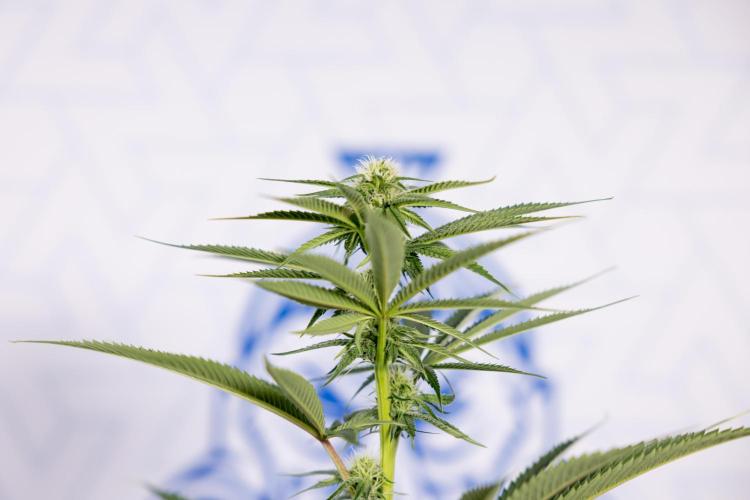 Lemon Cherry Gelato #2 - Zamnesia x B&B. Week 7 - Lemon Cherry Gelato #2 - No Techniques 