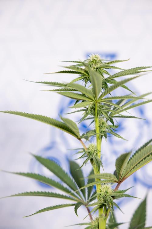 Lemon Cherry Gelato #2 - Zamnesia x B&B. Week 7 - Lemon Cherry Gelato #2 - No Techniques 