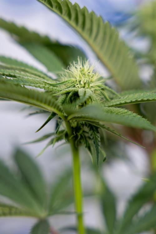 Lemon Cherry Gelato #2 - Zamnesia x B&B. Week 7 - Lemon Cherry Gelato #2 - No Techniques 