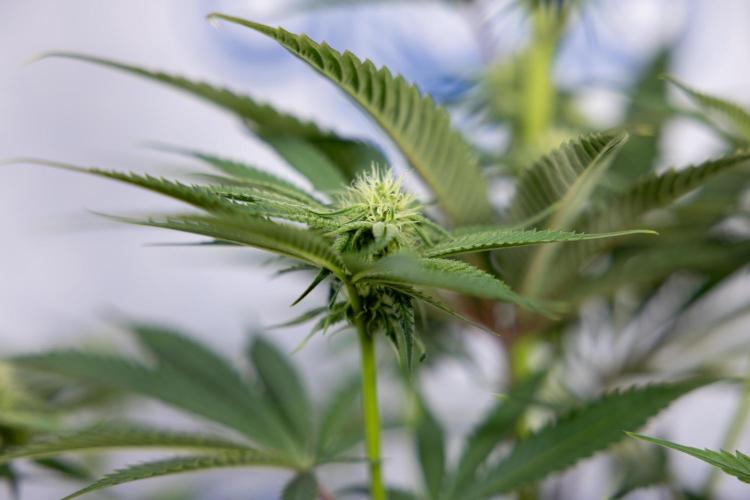 Lemon Cherry Gelato #2 - Zamnesia x B&B. Week 7 - Lemon Cherry Gelato #2 - No Techniques 