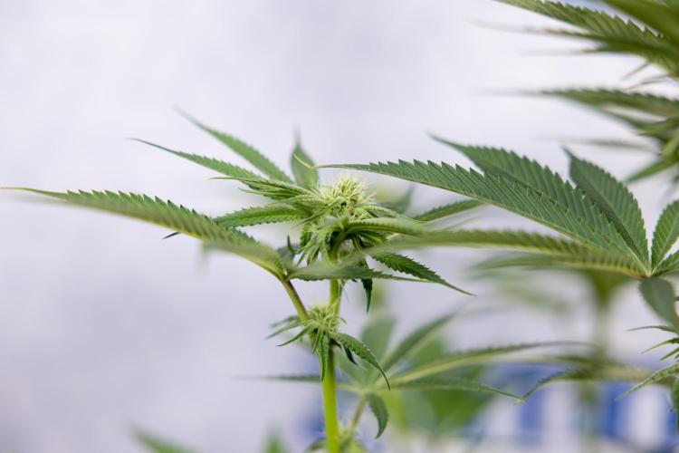 Lemon Cherry Gelato #2 - Zamnesia x B&B. Week 7 - Lemon Cherry Gelato #2 - No Techniques 