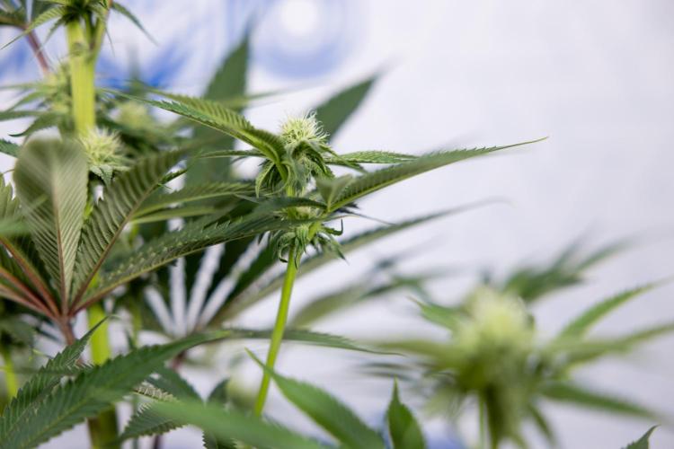 Lemon Cherry Gelato #2 - Zamnesia x B&B. Week 7 - Lemon Cherry Gelato #2 - No Techniques 