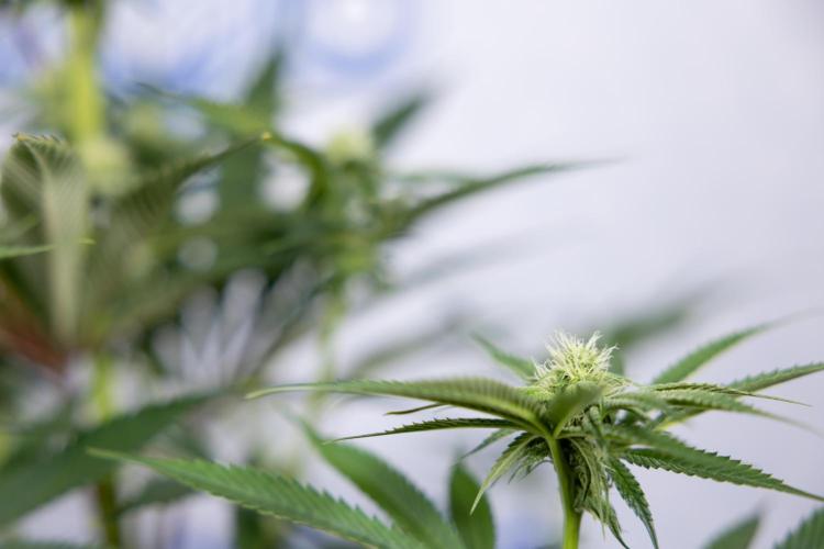 Lemon Cherry Gelato #2 - Zamnesia x B&B. Week 7 - Lemon Cherry Gelato #2 - No Techniques 