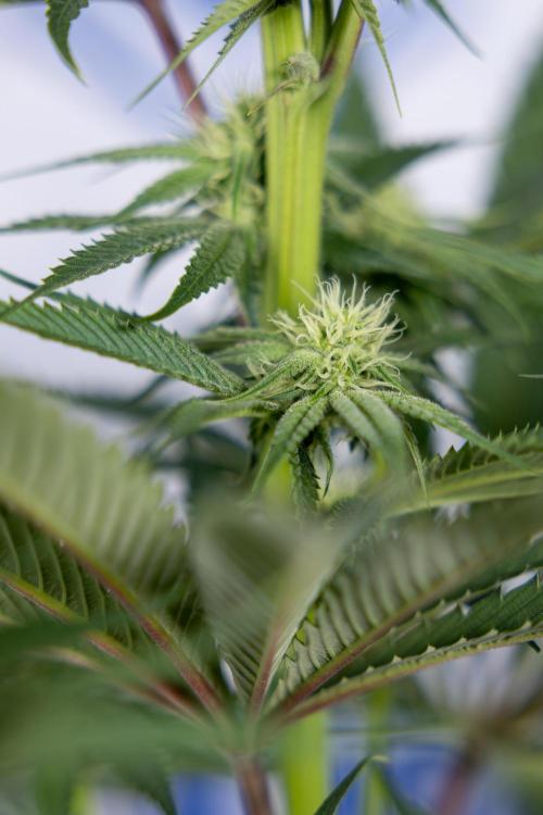 Lemon Cherry Gelato #2 - Zamnesia x B&B. Week 7 - Lemon Cherry Gelato #2 - No Techniques 