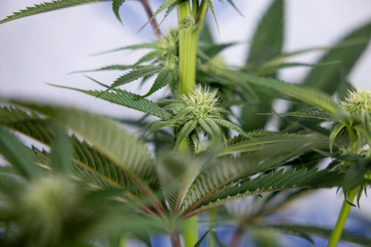 Lemon Cherry Gelato #2 - Zamnesia x B&B. Week 7