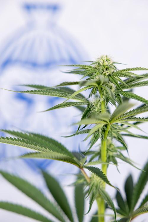 Lemon Cherry Gelato #2 - Zamnesia x B&B. Week 7