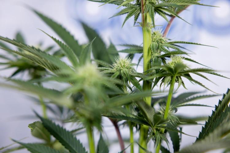 Lemon Cherry Gelato #2 - Zamnesia x B&B. Week 7