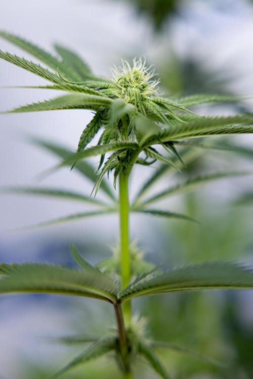 Lemon Cherry Gelato #2 - Zamnesia x B&B. Week 7