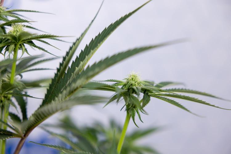 Lemon Cherry Gelato #2 - Zamnesia x B&B. Week 7 - Lemon Cherry Gelato #2 - No Techniques 