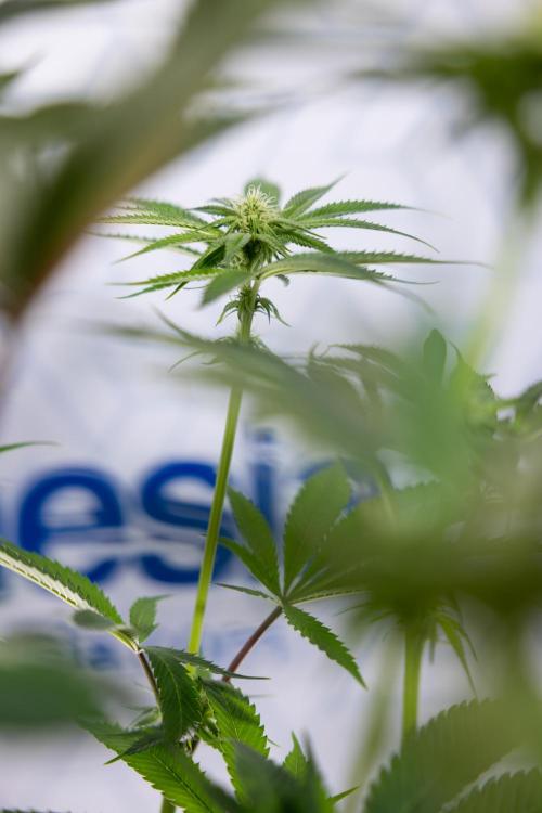 Lemon Cherry Gelato #2 - Zamnesia x B&B. Week 7 - Lemon Cherry Gelato #2 - No Techniques 