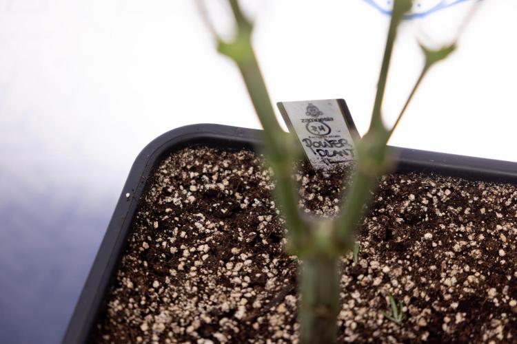 Power Plant - Zamnesia & B&B. Week 9 - Power Plant #1 - Topping - 2nd Week Bloom