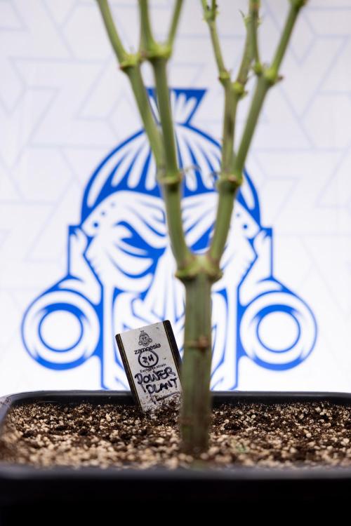 Power Plant - Zamnesia & B&B. Week 9 - Power Plant #1 - Topping - 2nd Week Bloom