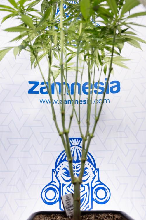 Power Plant - Zamnesia & B&B. Week 9 - Power Plant #1 - Topping - 2nd Week Bloom