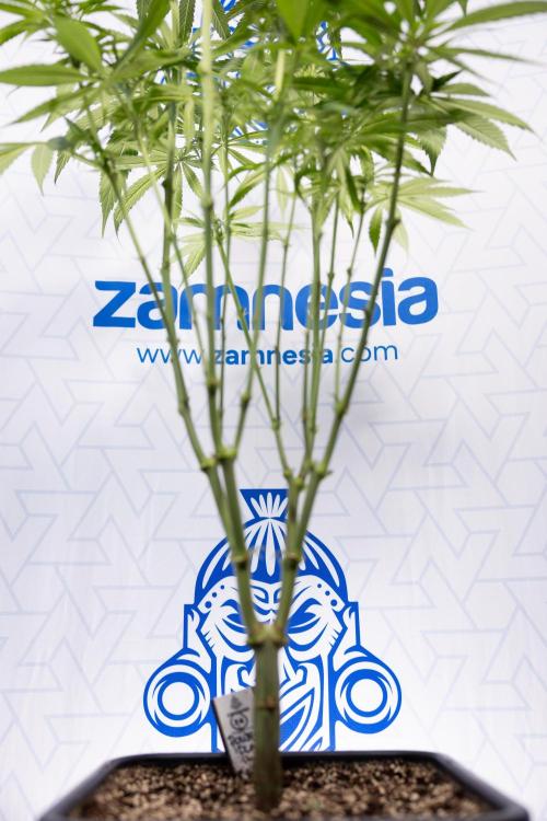 Power Plant - Zamnesia & B&B. Week 9 - Power Plant #1 - Topping - 2nd Week Bloom