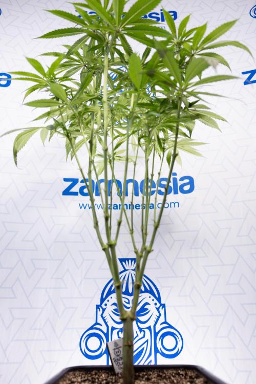 Power Plant - Zamnesia & B&B. Week 9 - Power Plant #1 - Topping - 2nd Week Bloom