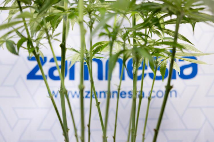 Power Plant - Zamnesia & B&B. Week 9 - Power Plant #1 - Topping - 2nd Week Bloom