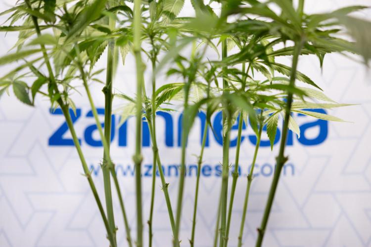 Power Plant - Zamnesia & B&B. Week 9 - Power Plant #1 - Topping - 2nd Week Bloom