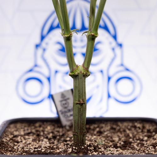 Power Plant - Zamnesia & B&B. Week 9 - Power Plant #1 - Topping - 2nd Week Bloom