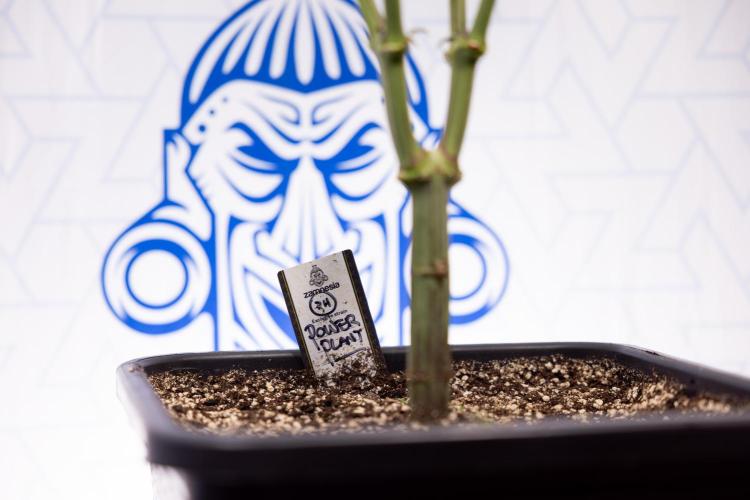 Power Plant - Zamnesia & B&B. Week 9 - Power Plant #1 - Topping - 2nd Week Bloom