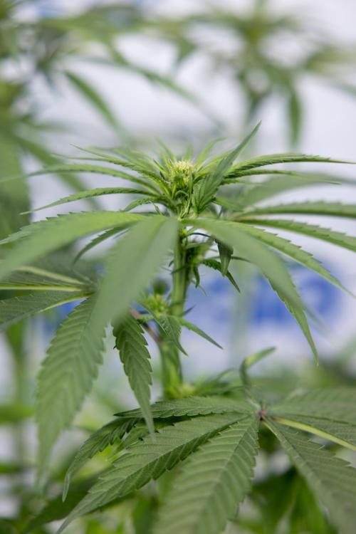 Power Plant - Zamnesia & B&B. Week 9 - Power Plant #1 - Topping - 2nd Week Bloom