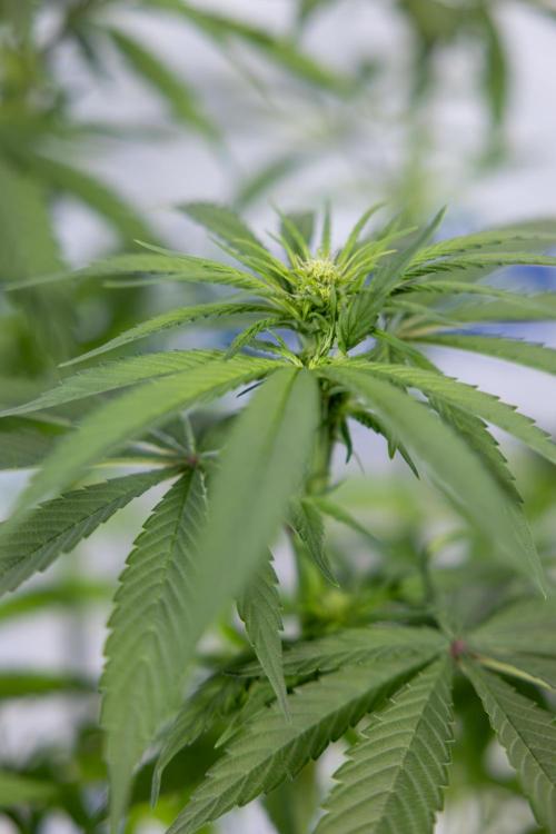 Power Plant - Zamnesia & B&B. Week 9 - Power Plant #1 - Topping - 2nd Week Bloom