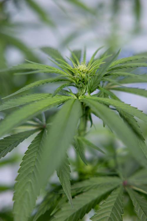 Power Plant - Zamnesia & B&B. Week 9 - Power Plant #1 - Topping - 2nd Week Bloom