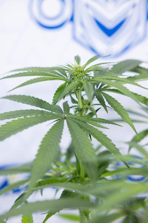 Power Plant - Zamnesia & B&B. Week 9 - Power Plant #1 - Topping - 2nd Week Bloom