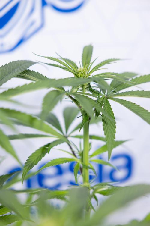 Power Plant - Zamnesia & B&B. Week 9 - Power Plant #1 - Topping - 2nd Week Bloom