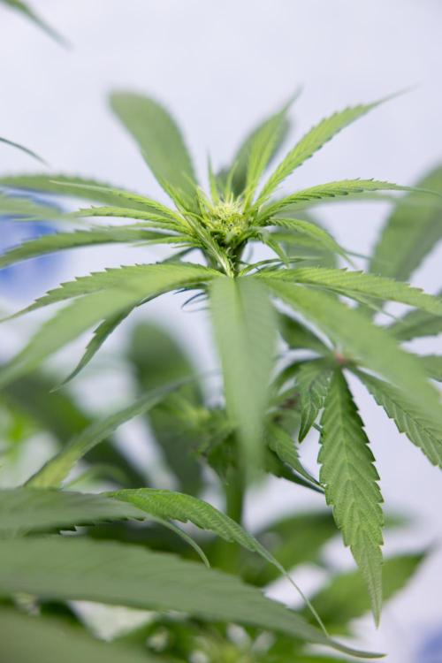 Power Plant - Zamnesia & B&B. Week 9 - Power Plant #1 - Topping - 2nd Week Bloom