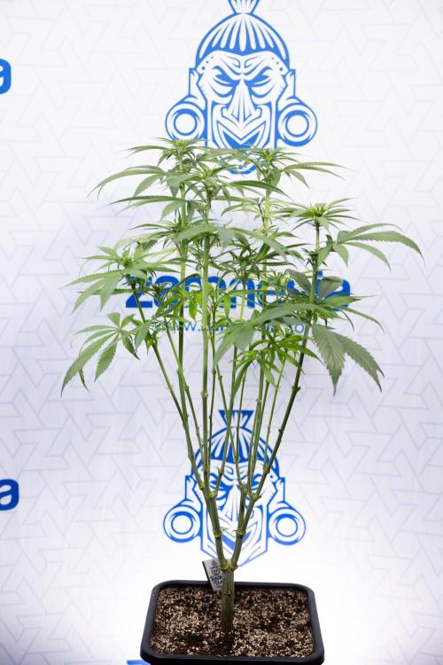 Power Plant - Zamnesia & B&B. Week 9 - Power Plant #1 - Topping - 2nd Week Bloom