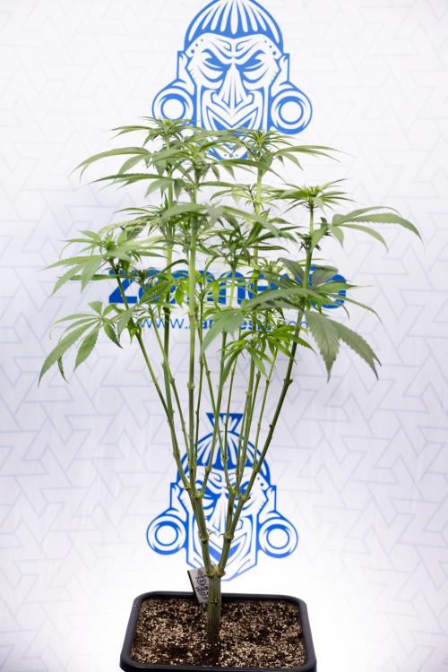 Power Plant - Zamnesia & B&B. Week 9 - Power Plant #1 - Topping - 2nd Week Bloom