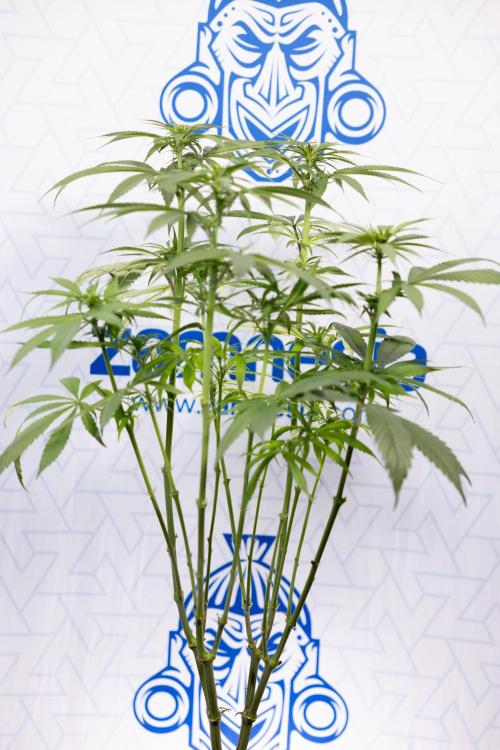 Power Plant - Zamnesia & B&B. Week 9 - Power Plant #1 - Topping - 2nd Week Bloom